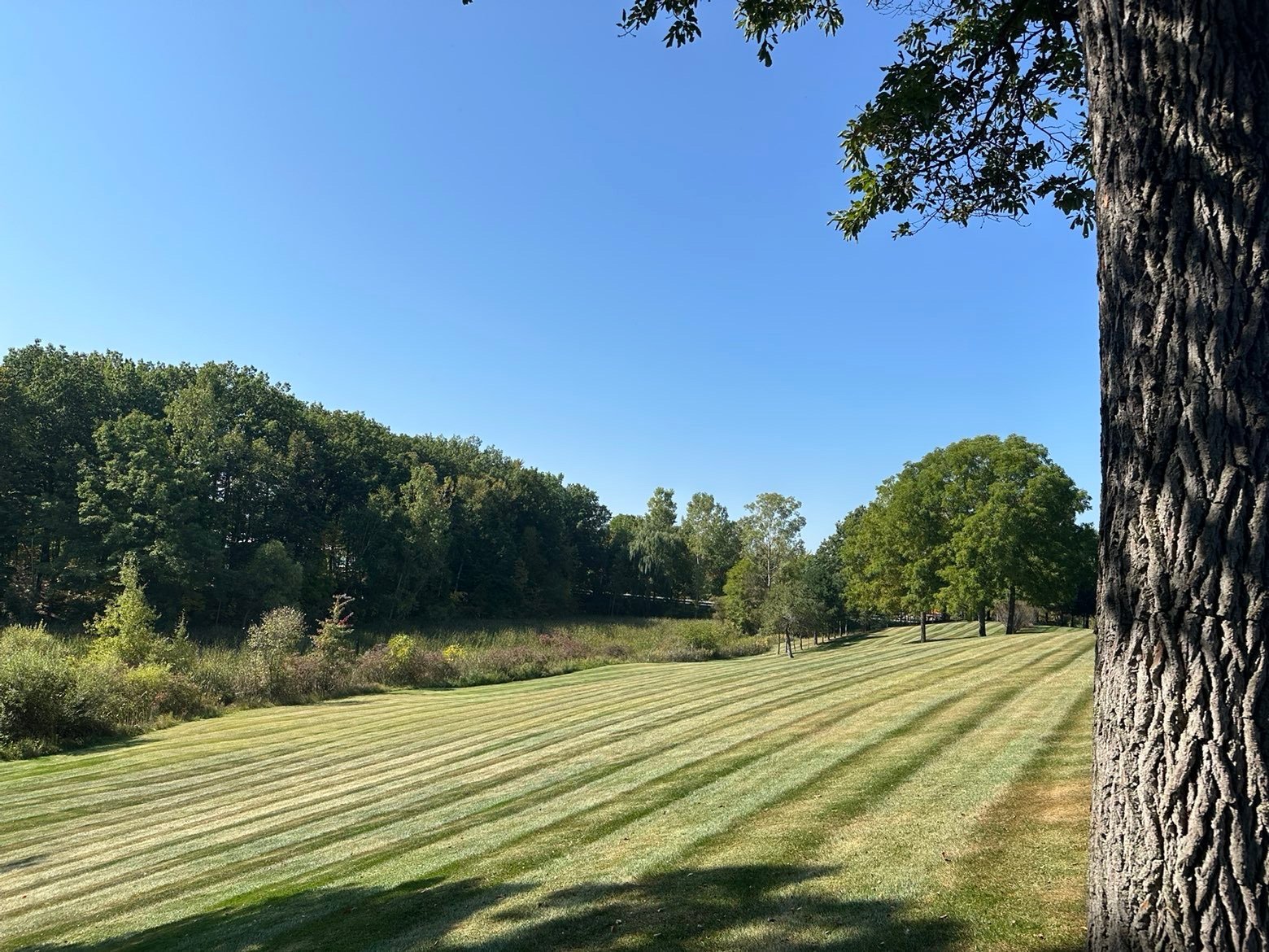 Beautiful manicured lawn